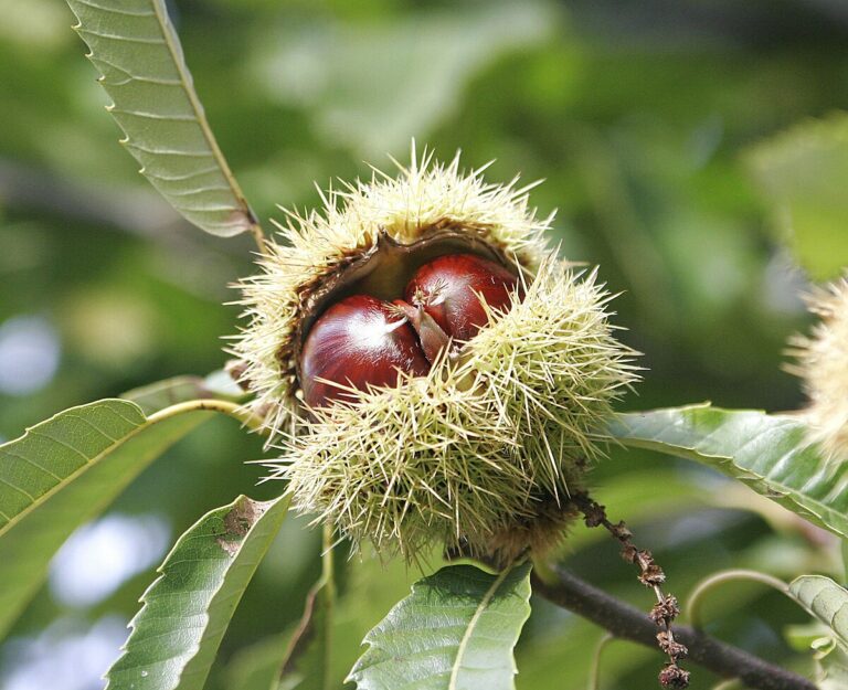 Chestnuts 1 768x625