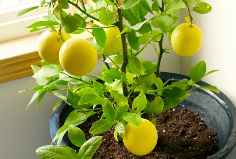 How To Grow A Lemon Tree From Seed Epmfz E Kada6psbw7me0e 7444bd1697b3418595ab1df6c3dcb48f 1 1536x1037