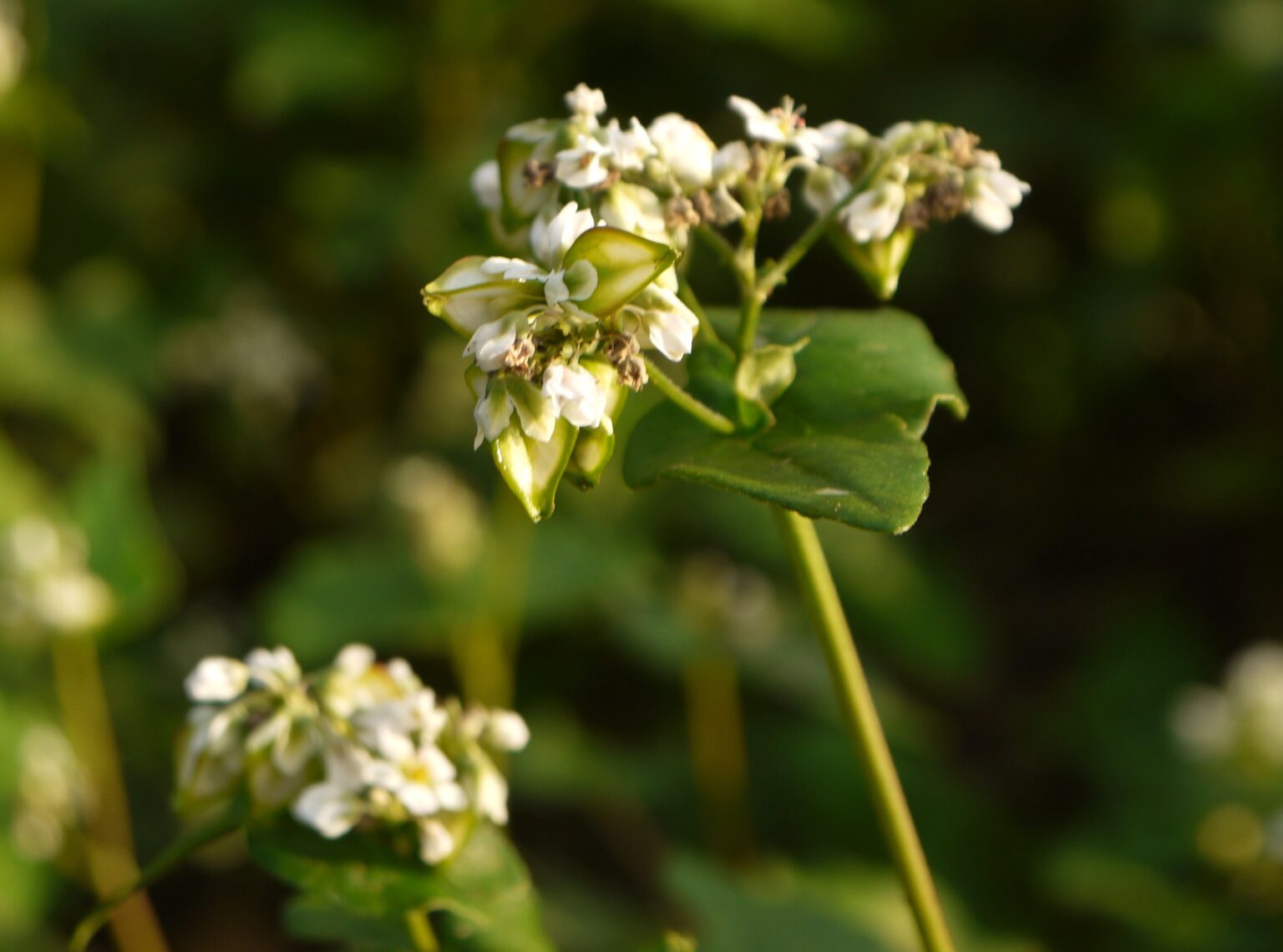 Japanese Buckwheat Flower 1 1536x1140