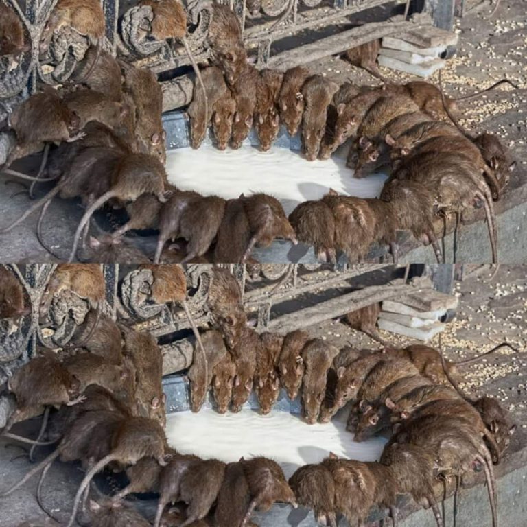 460426697 122221591946009847 4311776560333649207 N