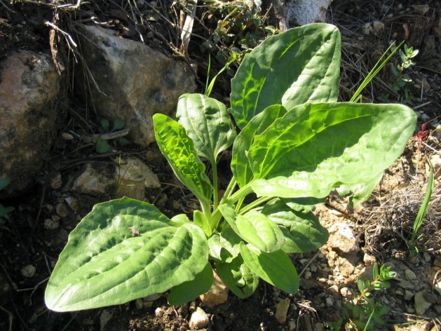 Plantago Major 1