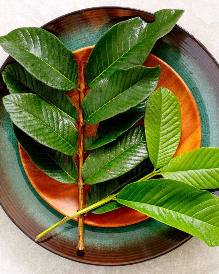 Guava Leaf Tea Plate 3 1